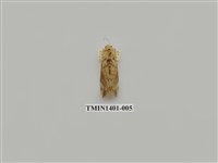 藏品(夜蛾科)的圖片